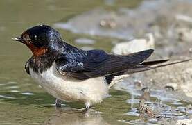 Barn Swallow