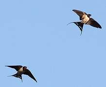 Barn Swallow