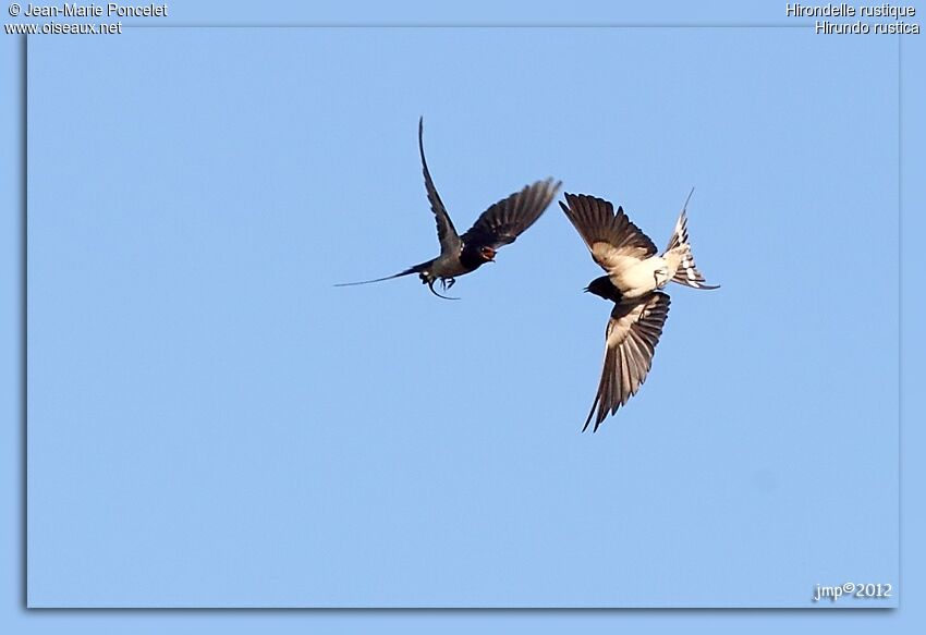 Barn Swallow