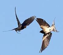 Barn Swallow