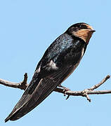 Barn Swallow