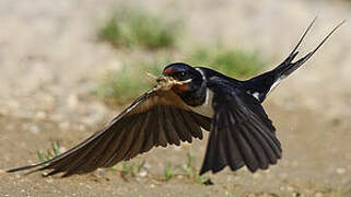 Barn Swallow