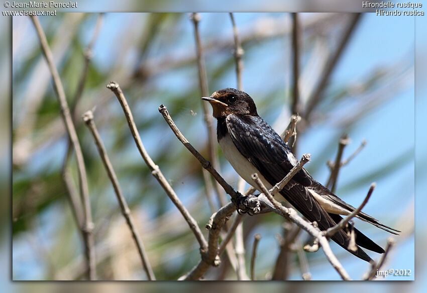 Hirondelle rustique