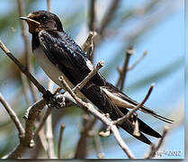 Barn Swallow