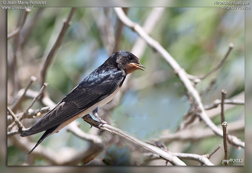 Barn Swallow