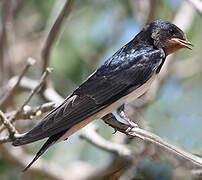 Barn Swallow