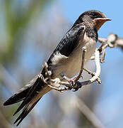 Barn Swallow