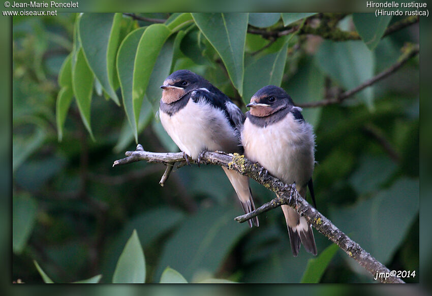 Hirondelle rustique