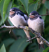 Barn Swallow