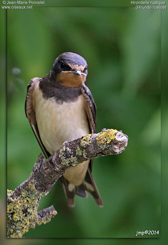 Barn Swallow