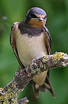 Hirondelle rustique