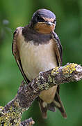 Barn Swallow