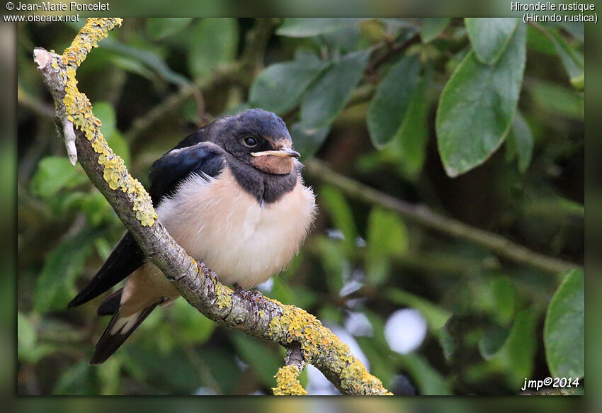 Barn Swallow