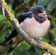 Barn Swallow