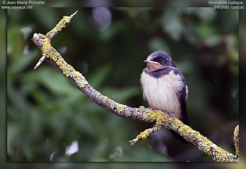 Barn Swallow