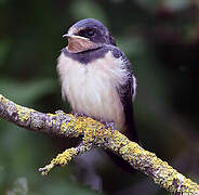 Barn Swallow