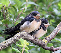 Barn Swallow