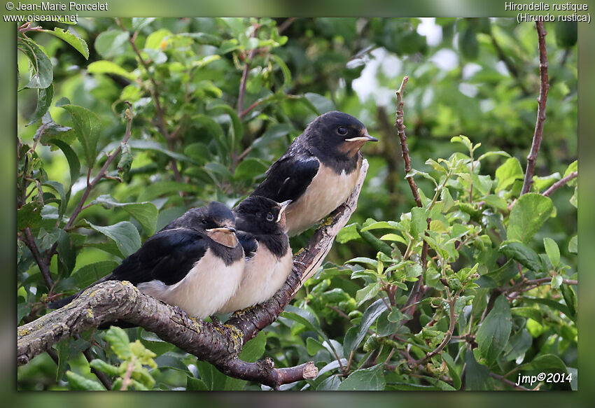 Barn Swallow