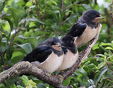 Barn Swallow