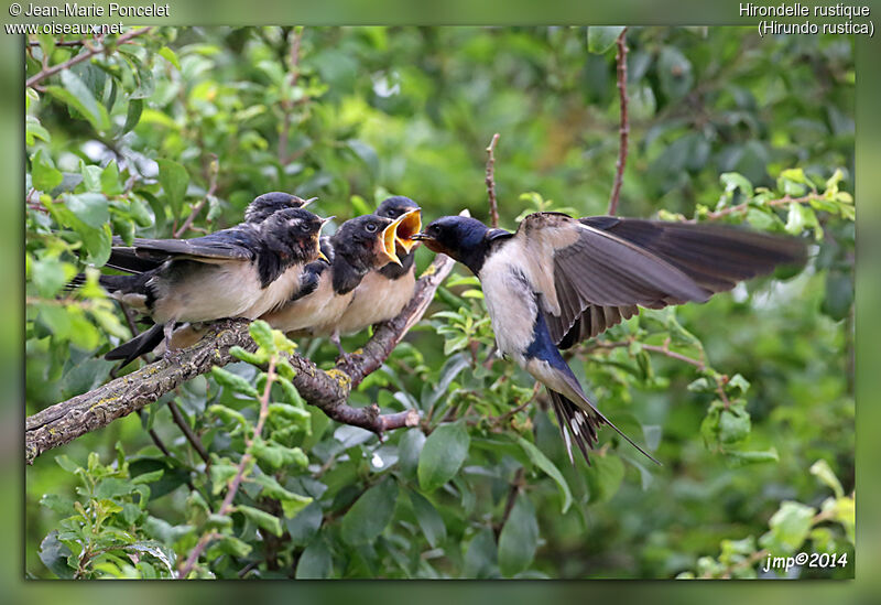 Barn Swallow