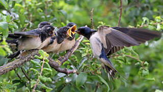 Barn Swallow