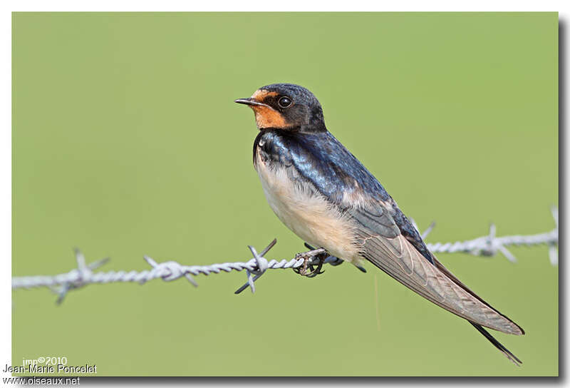 Barn Swallow female adult, identification