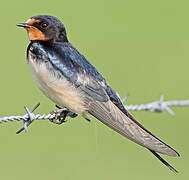 Barn Swallow