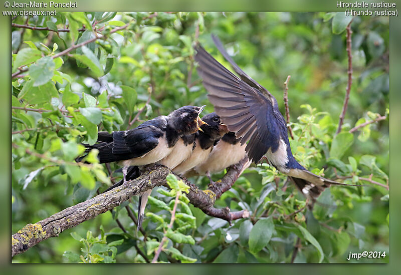 Barn Swallow