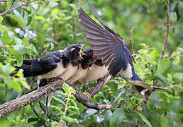 Barn Swallow