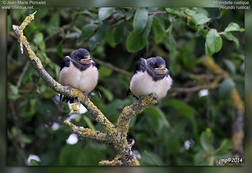 Barn Swallow