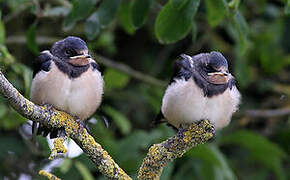 Barn Swallow