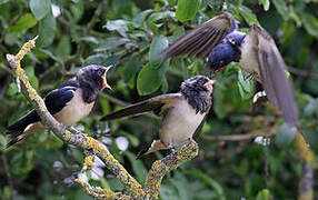 Barn Swallow