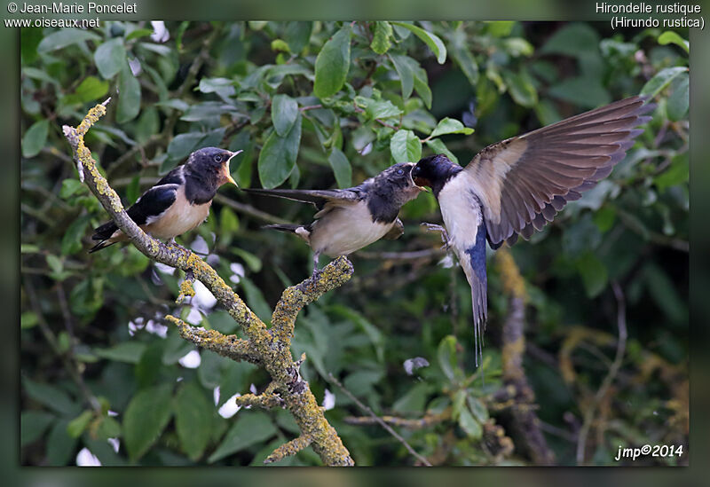 Barn Swallow