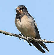 Barn Swallow