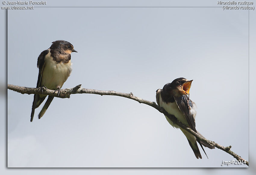 Barn Swallow