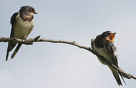 Barn Swallow