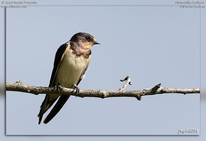 Barn Swallow