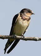 Barn Swallow