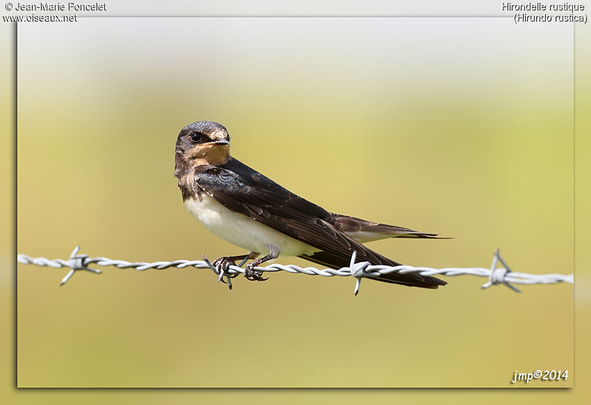 Barn Swallow