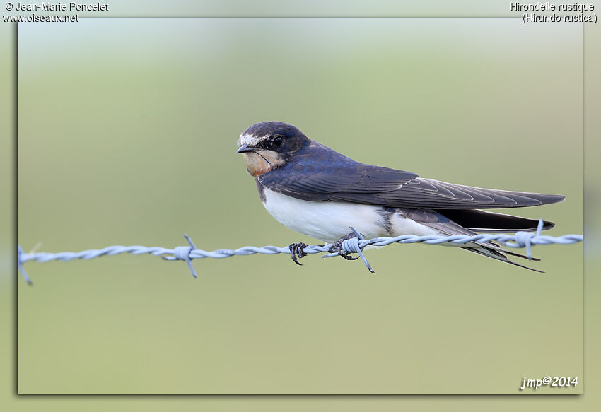 Barn Swallow