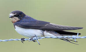 Barn Swallow