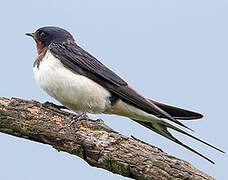 Barn Swallow