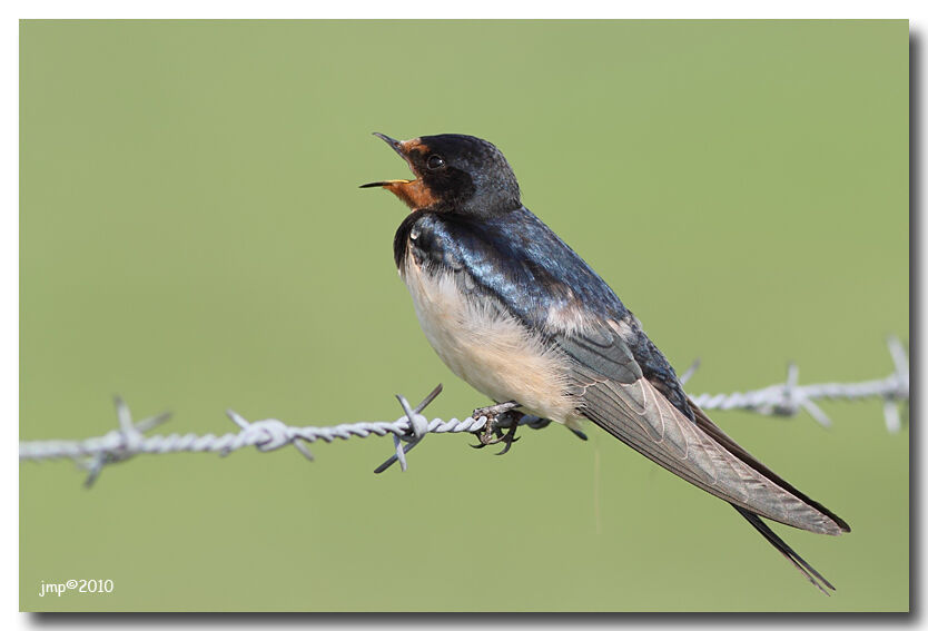 Barn Swallow