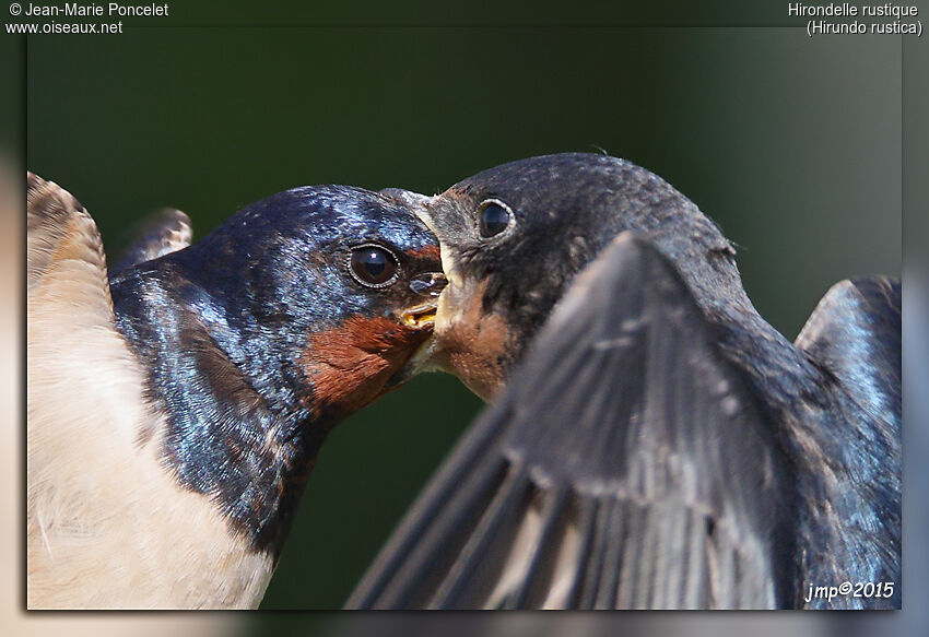 Barn Swallow