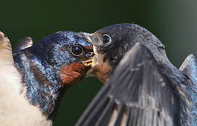 Barn Swallow