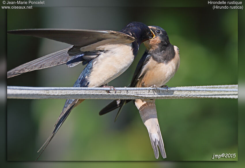 Barn Swallow