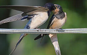 Barn Swallow