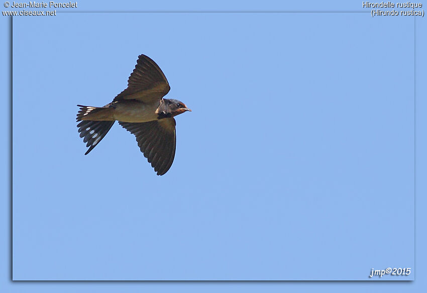 Barn Swallow