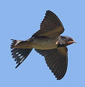 Barn Swallow