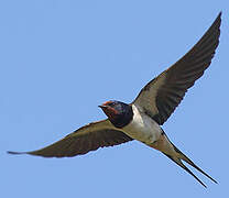 Barn Swallow